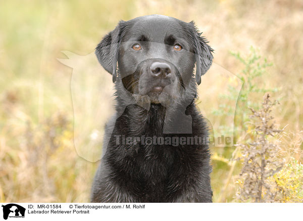 Labrador Retriever Portrait / Labrador Retriever Portrait / MR-01584