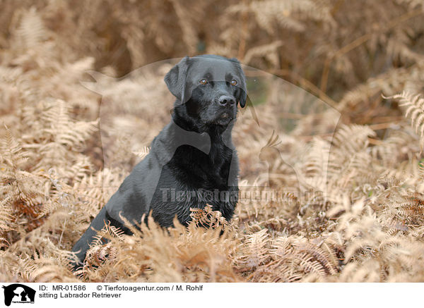 sitzender Labrador Retriever / sitting Labrador Retriever / MR-01586