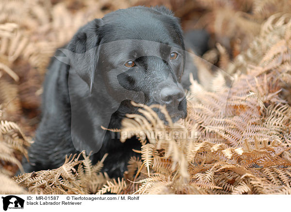 schwarzer Labrador Retriever / black Labrador Retriever / MR-01587