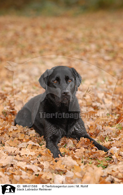 schwarzer Labrador Retriever / black Labrador Retriever / MR-01588