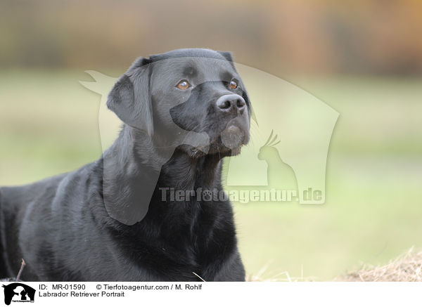 Labrador Retriever Portrait / Labrador Retriever Portrait / MR-01590