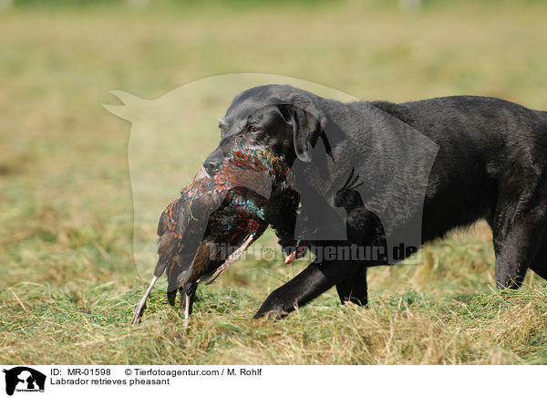Labrador apportiert Fasan / Labrador retrieves pheasant / MR-01598
