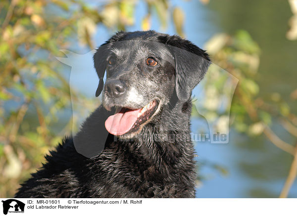 alter Labrador Retriever / old Labrador Retriever / MR-01601