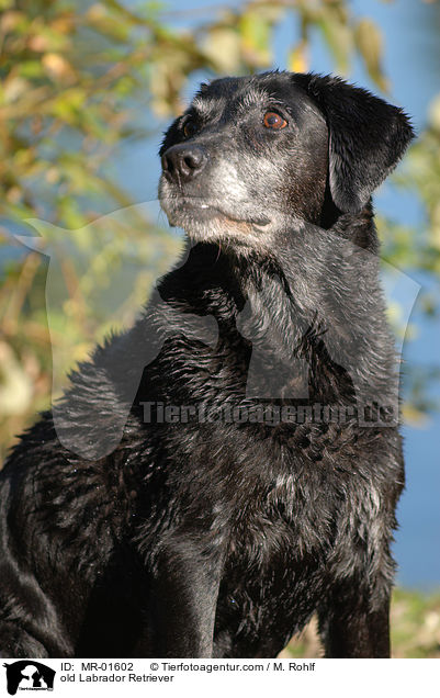 alter Labrador Retriever / old Labrador Retriever / MR-01602