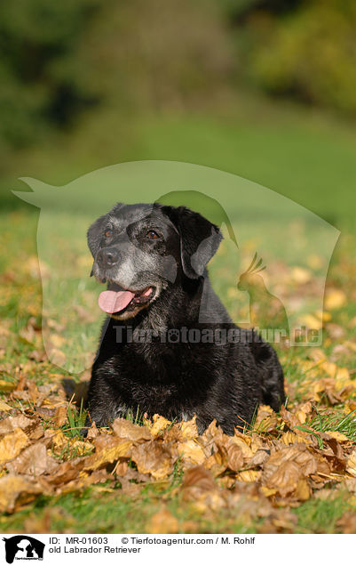alter Labrador Retriever / old Labrador Retriever / MR-01603