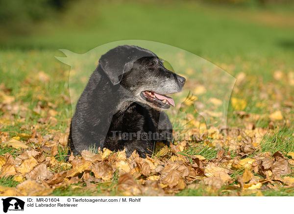 alter Labrador Retriever / old Labrador Retriever / MR-01604