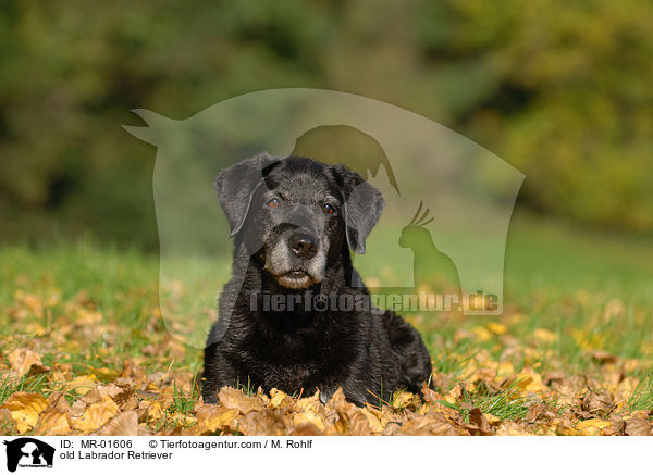alter Labrador Retriever / old Labrador Retriever / MR-01606
