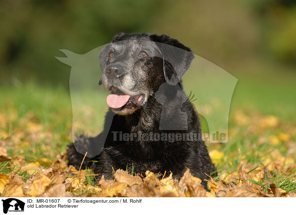 alter Labrador Retriever / old Labrador Retriever / MR-01607