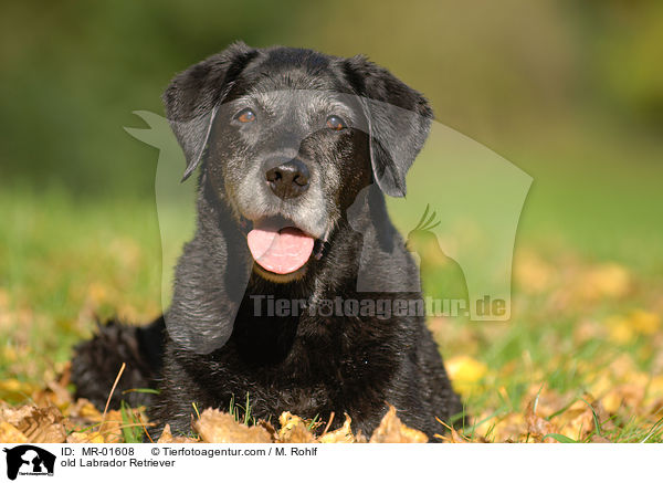 alter Labrador Retriever / old Labrador Retriever / MR-01608