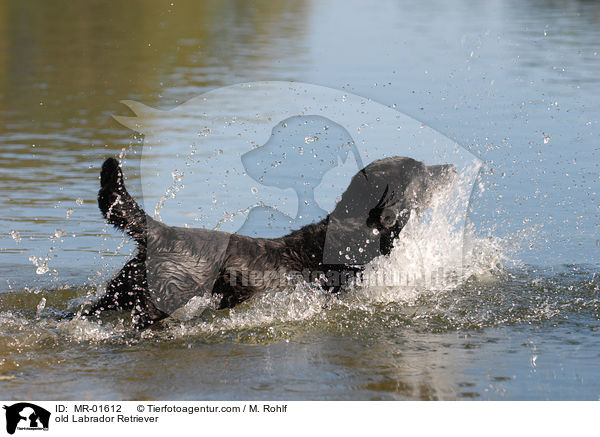 alter Labrador Retriever / old Labrador Retriever / MR-01612