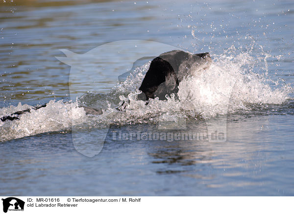 alter Labrador Retriever / old Labrador Retriever / MR-01616