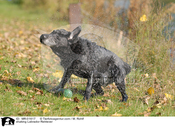 Labrador schttelt sich / shaking Labrador Retriever / MR-01617