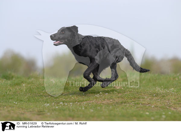 rennender Labrador Retriever / running Labrador Retriever / MR-01629