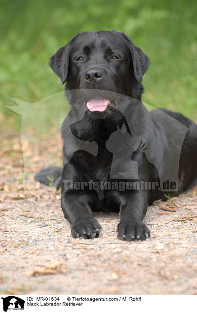 schwarzer Labrador Retriever / black Labrador Retriever / MR-01634
