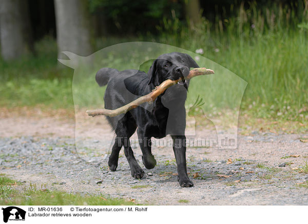 Labrador apportiert Stckchen / Labrador retrieves wooden / MR-01636