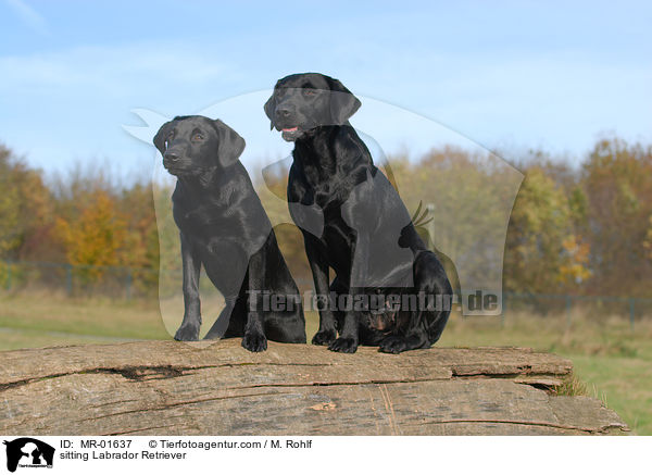 sitzender Labrador Retriever / sitting Labrador Retriever / MR-01637