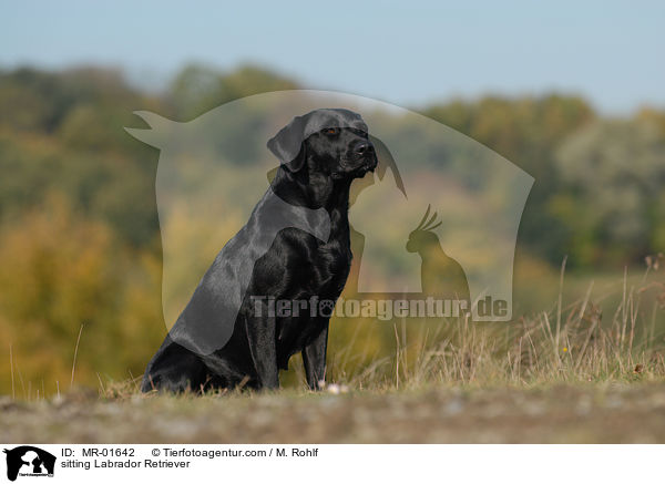 sitzender Labrador Retriever / sitting Labrador Retriever / MR-01642