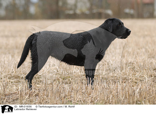 Labrador Retriever / Labrador Retriever / MR-01656