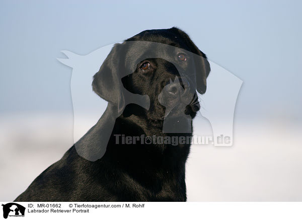 Labrador Retriever Portrait / Labrador Retriever Portrait / MR-01662