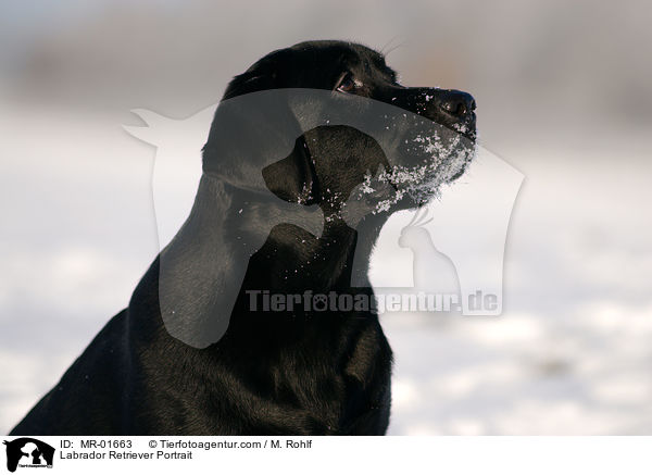 Labrador Retriever Portrait / Labrador Retriever Portrait / MR-01663