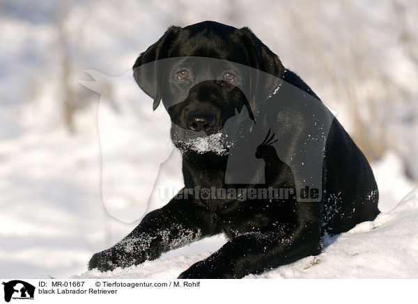 schwarzer Labrador Retriever / black Labrador Retriever / MR-01667