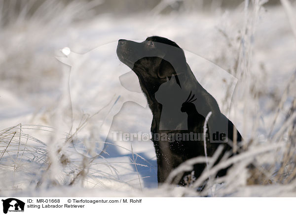 sitzender Labrador Retriever / sitting Labrador Retriever / MR-01668