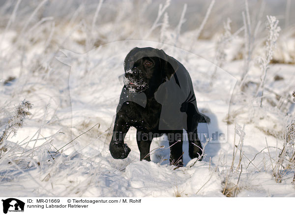 rennender Labrador Retriever / running Labrador Retriever / MR-01669