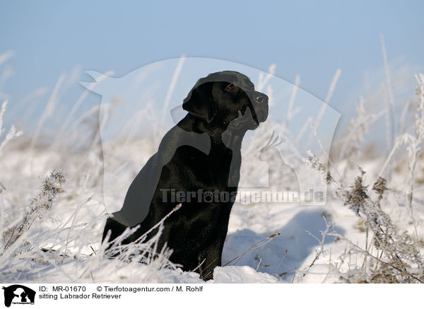 sitzender Labrador Retriever / sitting Labrador Retriever / MR-01670