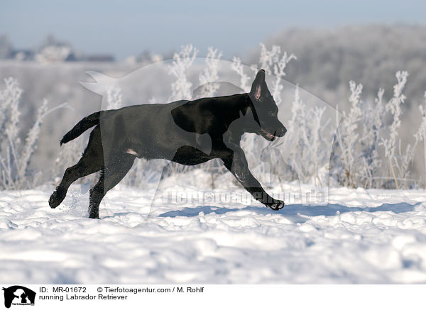 rennender Labrador Retriever / running Labrador Retriever / MR-01672