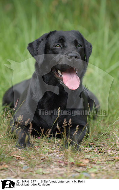 schwarzer Labrador Retriever / black Labrador Retriever / MR-01677
