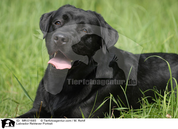 Labrador Retriever Portrait / Labrador Retriever Portrait / MR-01685