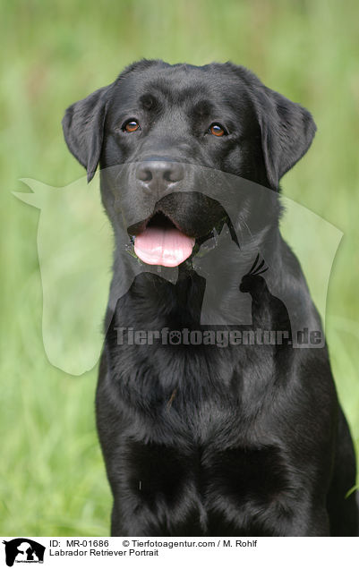 Labrador Retriever Portrait / Labrador Retriever Portrait / MR-01686