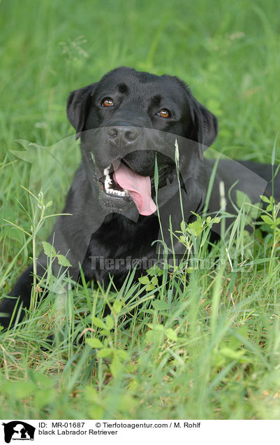 schwarzer Labrador Retriever / black Labrador Retriever / MR-01687