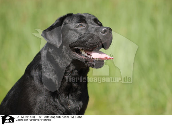 Labrador Retriever Portrait / Labrador Retriever Portrait / MR-01688