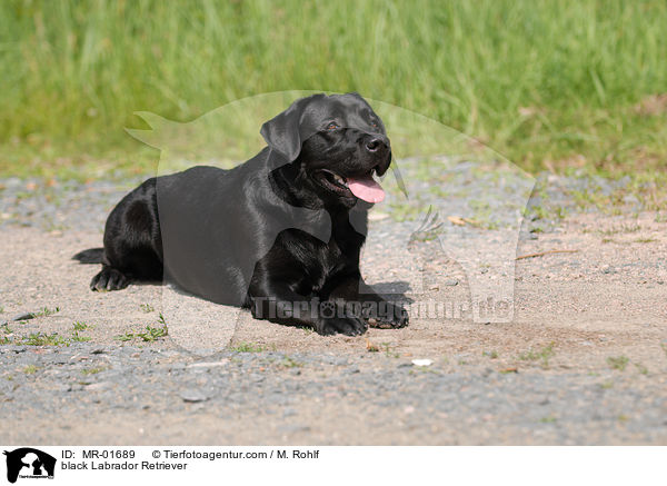 schwarzer Labrador Retriever / black Labrador Retriever / MR-01689