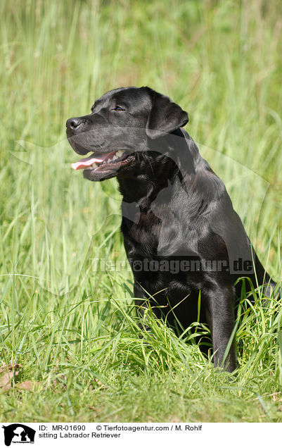 sitzender Labrador Retriever / sitting Labrador Retriever / MR-01690