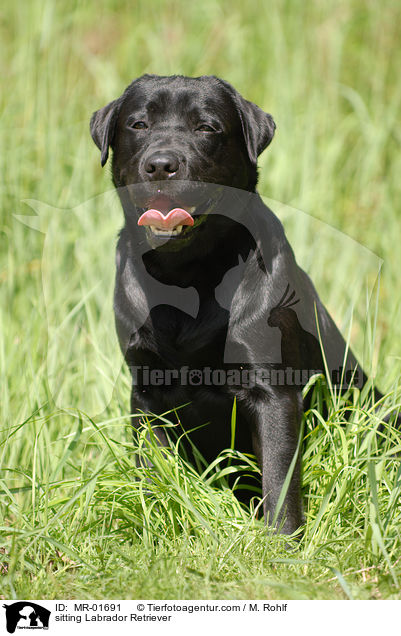 sitzender Labrador Retriever / sitting Labrador Retriever / MR-01691