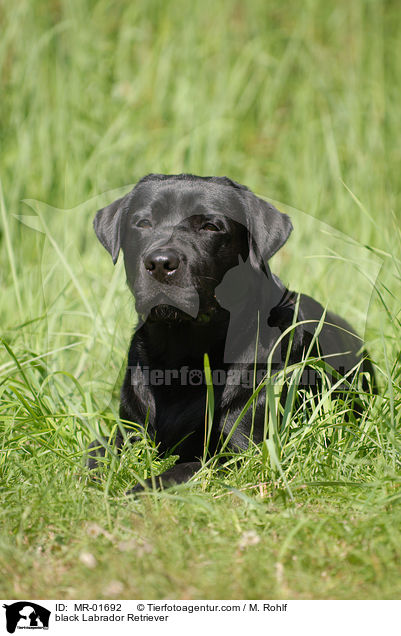 schwarzer Labrador Retriever / black Labrador Retriever / MR-01692