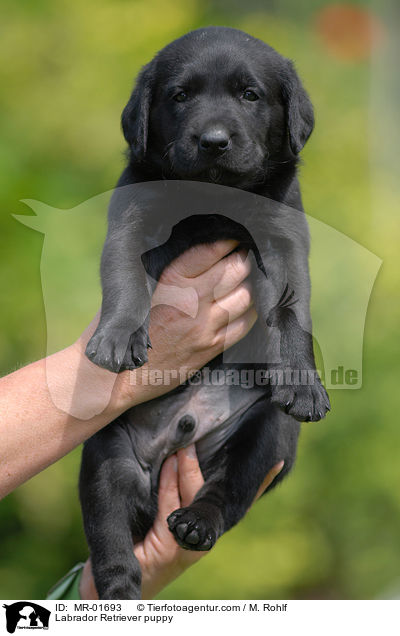 Labrador Retriever Welpe / Labrador Retriever puppy / MR-01693