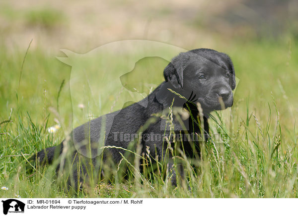 Labrador Retriever Welpe / Labrador Retriever puppy / MR-01694