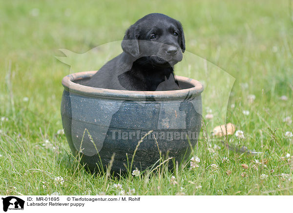 Labrador Retriever Welpe / Labrador Retriever puppy / MR-01695