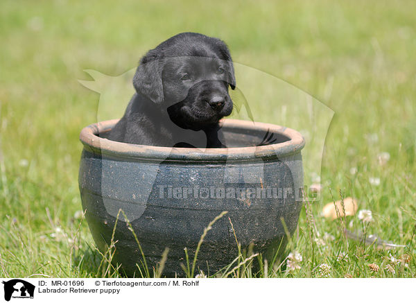 Labrador Retriever Welpe / Labrador Retriever puppy / MR-01696