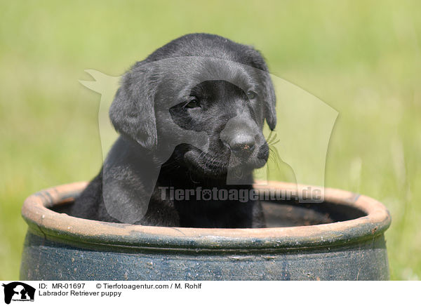 Labrador Retriever Welpe / Labrador Retriever puppy / MR-01697