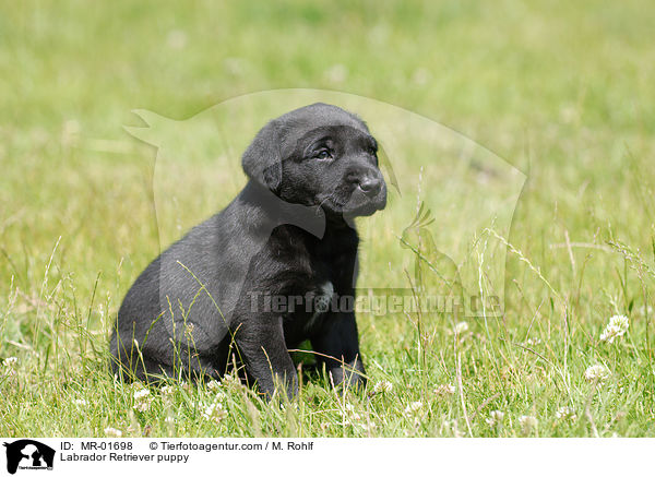 Labrador Retriever Welpe / Labrador Retriever puppy / MR-01698