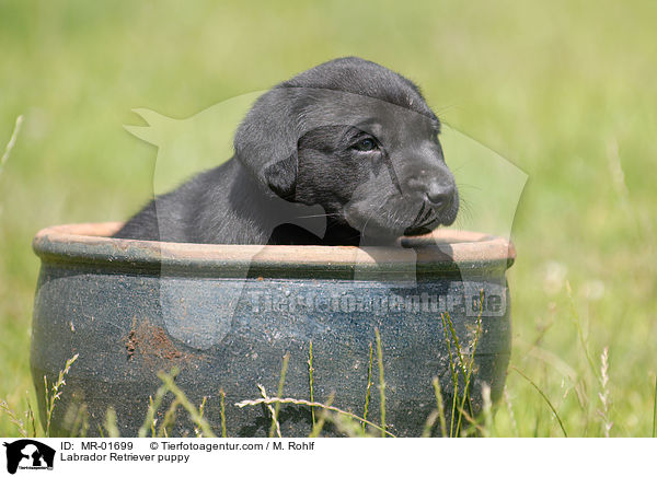 Labrador Retriever Welpe / Labrador Retriever puppy / MR-01699