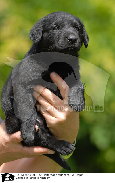 Labrador Retriever Welpe / Labrador Retriever puppy / MR-01700