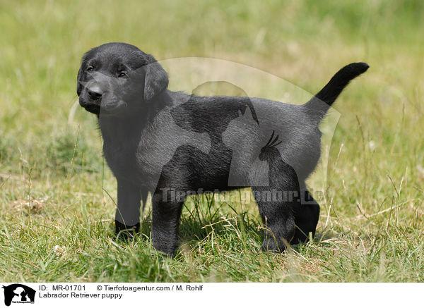 Labrador Retriever Welpe / Labrador Retriever puppy / MR-01701