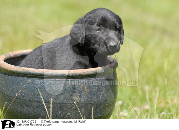 Labrador Retriever Welpe / Labrador Retriever puppy / MR-01702