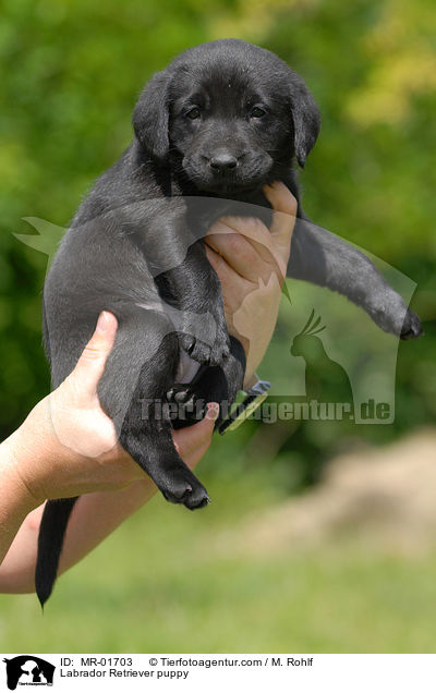 Labrador Retriever Welpe / Labrador Retriever puppy / MR-01703