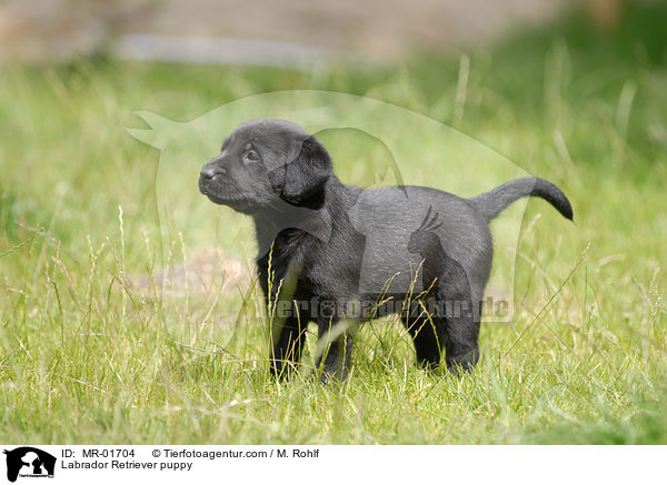 Labrador Retriever Welpe / Labrador Retriever puppy / MR-01704